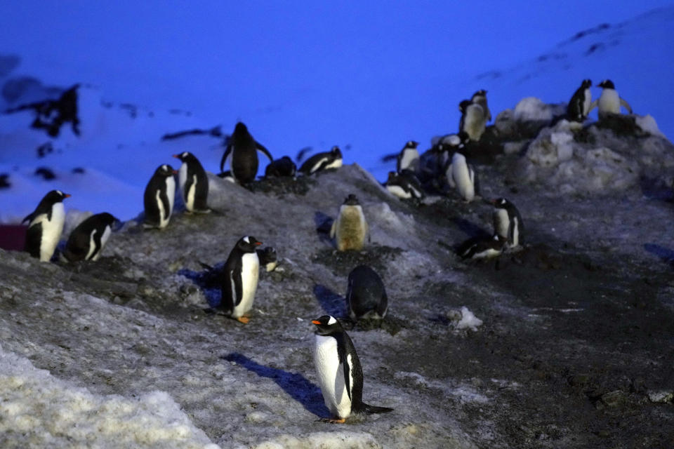 Penguins stand on an iceberg near the Chilean O'Higgins base in Antarctica, Thursday, Nov. 23, 2023. (AP Photo/Jorge Saenz)