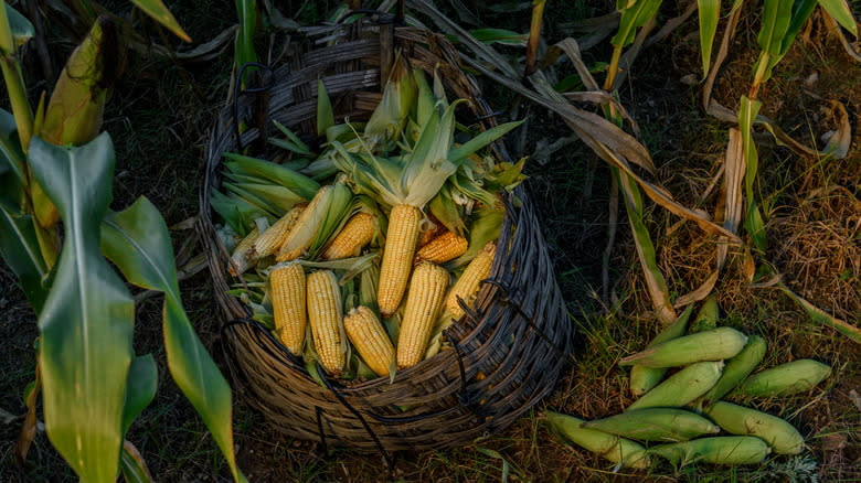 corn in basket with husks