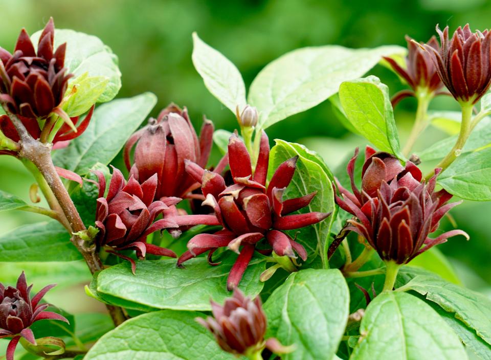 Simply Scentsational sweetshrub will be making its debut in 2022 promising the garden an unmatched fragrance, the kind that will make indelible memories for children and grandchildren. Branches of can be cut for the vase bringing nature’s heavenly aroma indoors for all to enjoy.