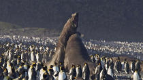 <b>Frozen Planet, BBC One, Wed, 9pm</b><br><b> Episode 2</b><br><br>Elephant seals fighting on beach amidst King penguins - bones break as a few tonnes of blubber slam into each other.