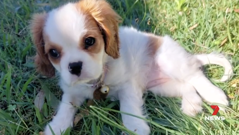 Pictured is five-month-old Cavalier King Charles Spaniel puppy, Honey, was mauled at a park in Queensland. She died in the vet's driveway. Source: 7News