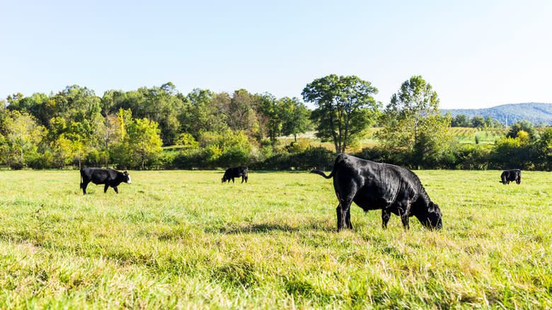 Cows grazing on grass