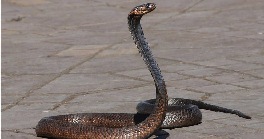 廣東佛山一名男子遭蛇咬了一口。（示意圖／pixabay）