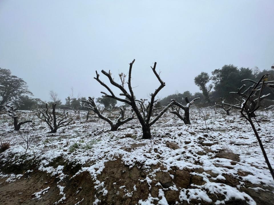 新北市三峽地區23日飄下瑞雪，銀白世界絕美。三峽警分局提供