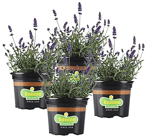 Bonnie Plants Lavender Live Edible Aromatic Herb Plant - 4 Pack, 12 - 14 in. Tall Plant, Baking, Teas, Sugars, Jellies