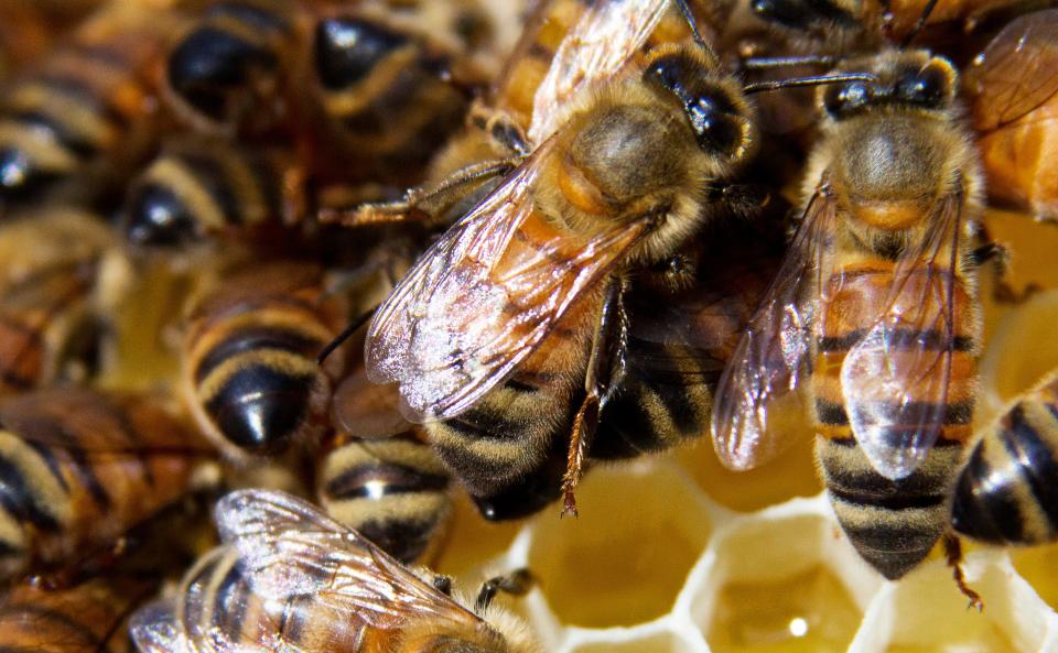 Bees crawl on a frame removed from a beehive at a monthly meeting of the Apalachee Beekeepers Association on June 12, 2012 in Tallahassee, Florida.