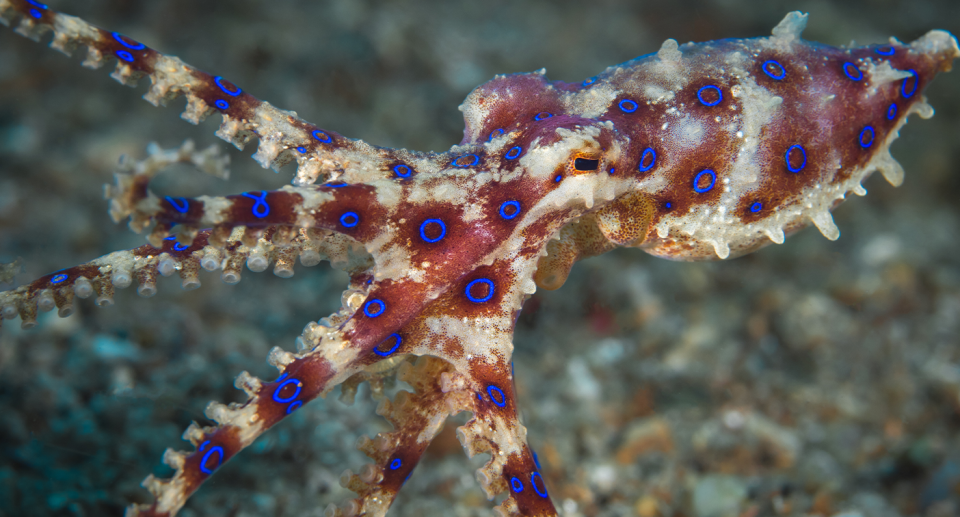 A blue-ringed octopus is seen here after after a child apparently handled one at Woolwich Baths in Sydney. 