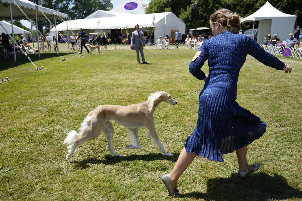 A saluki is shown in the ring during the 146th Westminster Kennel Club Dog show, Monday, June 20, 2022, in Tarrytown, N.Y. (AP Photo/Mary Altaffer)