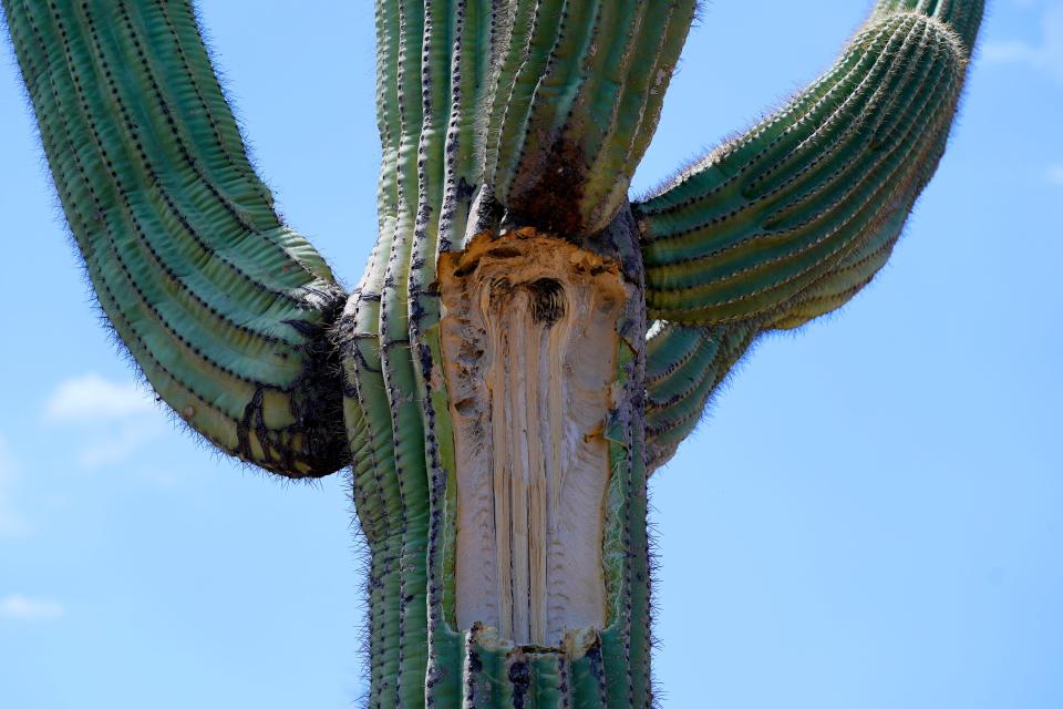 A damaged saguaro cactus lost multiple arms at the Desert Botanical Garden Wednesday, Aug. 2, 2023, in Phoenix. (AP Photo/Ross D. Franklin)