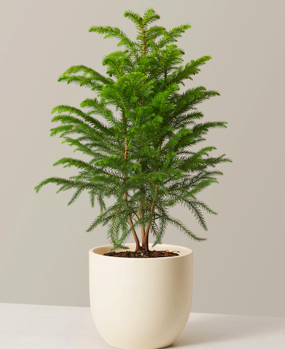 Norfolk Island Pine Tree