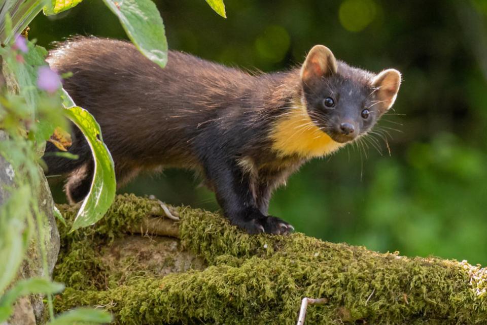 The National: Pine Martens and other animals live in these woods.