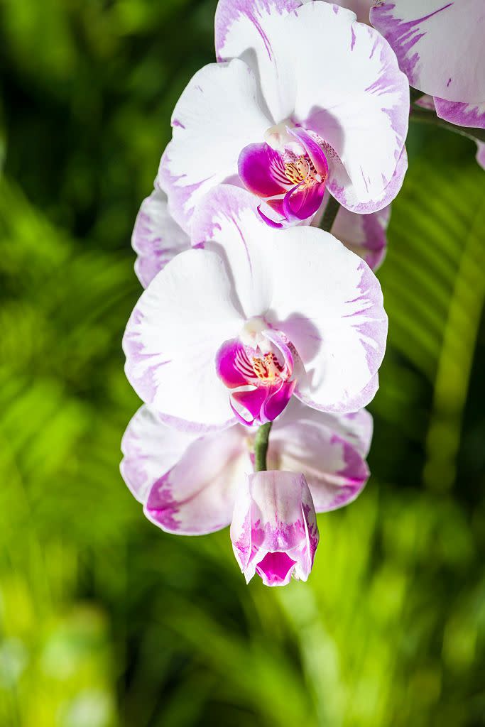 <p><a href="https://www.amazon.com/Orchid-Whisperer-Secrets-Growing-Beautiful/dp/1452101280/ref=sr_1_7?ie=UTF8&qid=1508853852&sr=8-7&keywords=orchids&tag=syn-yahoo-20&ascsubtag=%5Bartid%7C10063.g.35661704%5Bsrc%7Cyahoo-us" rel="nofollow noopener" target="_blank" data-ylk="slk:Orchids;elm:context_link;itc:0;sec:content-canvas" class="link ">Orchids</a> grow all over the world and have <a href="https://www.livescience.com/28547-surprising-orchid-facts.html" rel="nofollow noopener" target="_blank" data-ylk="slk:symmetry similar;elm:context_link;itc:0;sec:content-canvas" class="link ">symmetry similar</a> to human faces! This bilateral symmetry means that when split vertically down the middle, the two halves mirror each other. </p><p><strong>Bloom season</strong>: Different seasons</p><p><a class="link " href="https://go.redirectingat.com?id=74968X1596630&url=https%3A%2F%2Fwww.homedepot.com%2Fp%2FJust-Add-Ice-White-Mini-Orchid-Plant-in-Ceramic-Pot-231181%2F305906874&sref=https%3A%2F%2Fwww.redbookmag.com%2Fhome%2Fg35661704%2Fbeautiful-flower-images%2F" rel="nofollow noopener" target="_blank" data-ylk="slk:SHOP ORCHIDS;elm:context_link;itc:0;sec:content-canvas">SHOP ORCHIDS</a></p>