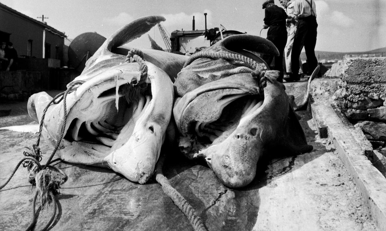 <span>Two basking sharks caught off Mayo’s Achill Island in 1954. More than 12,000 sharks were killed over the three decades they were hunted. </span><span>Photograph: Haywood Magee/Picture Post/Getty</span>