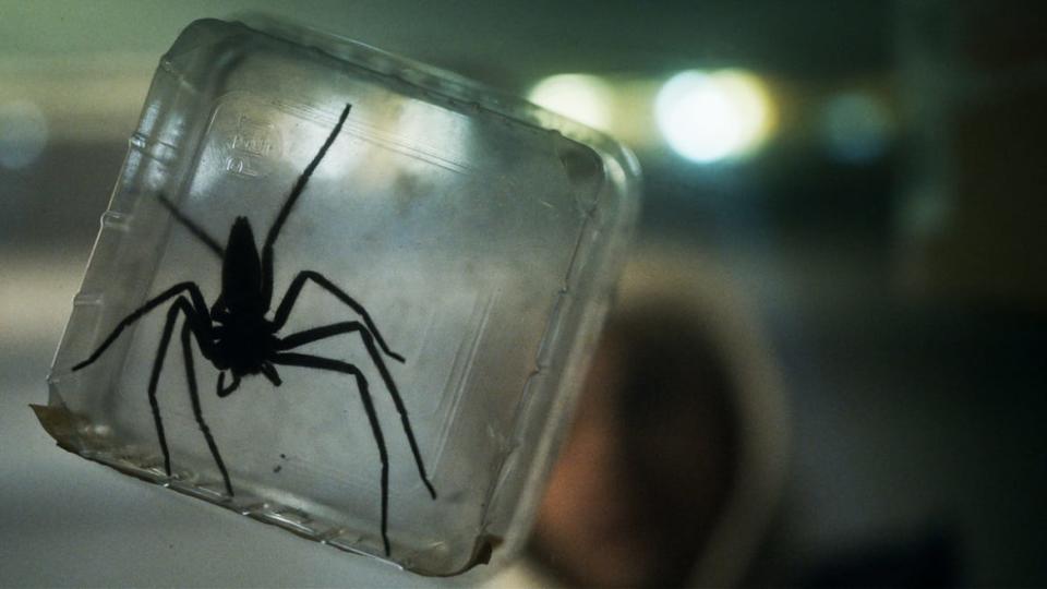 ‘Infested’: The Horror Movie That Used 200 Real Spiders to Scare Audiences