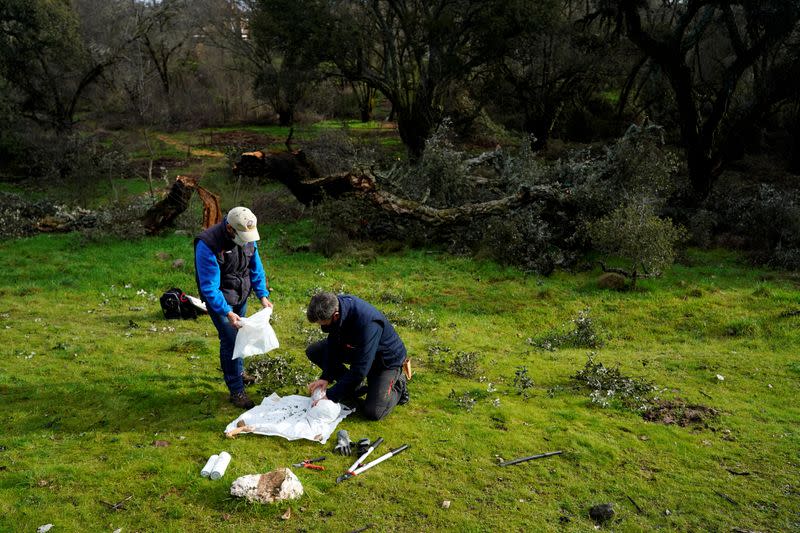 Madrid rushes to clone historic trees downed by snowstorm