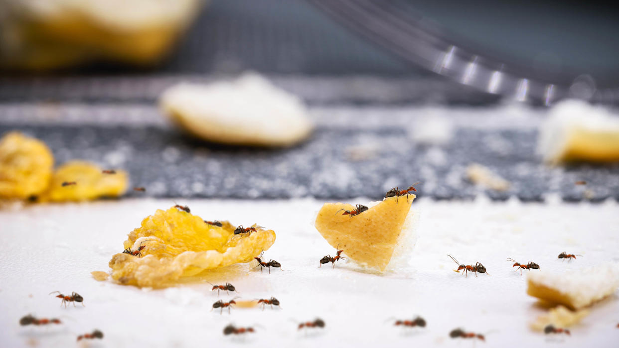  Ants eating crumbs in a kitchen. 