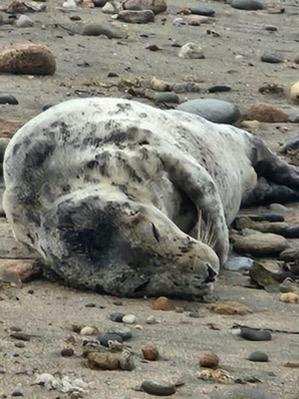 A beachgoer sent Mystic Aquarium this photo of a seal tangled in fishing line that was stranded on Block Island in June.