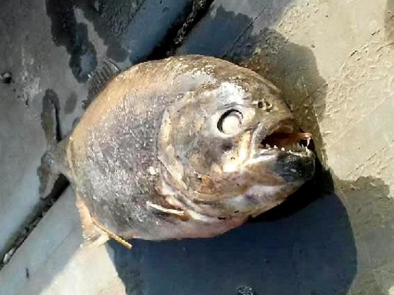 Deadly piranhas found in lake in Doncaster after ducks mysteriously vanish, say reports