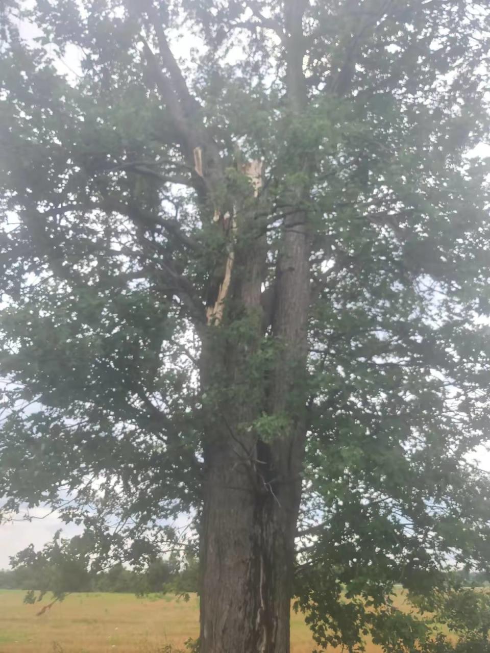 A tree in Chatham-Kent from which a large branch fell onto an all-terrain vehicle with people inside during a downburst on August 5, 2024.