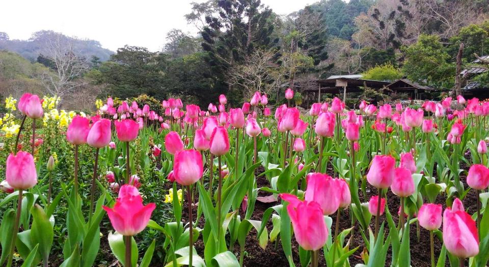 桃源仙谷鬱金香是攝影好手的熱愛景觀，吸引眾多遊客前來賞花 (圖片來源／桃源仙谷)