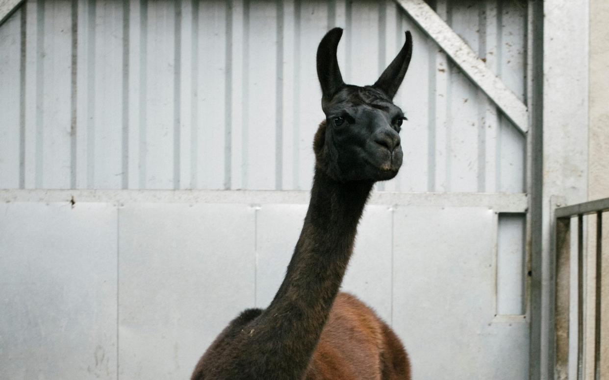 Winter the llama is being kept safely under lock and key.  - Reuters