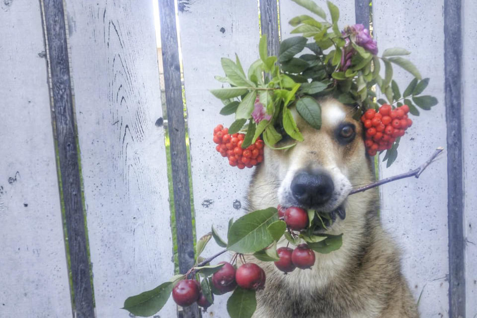 <p>Toby balances flowers and fruit. (Photo: Pat Langer/Caters News) </p>