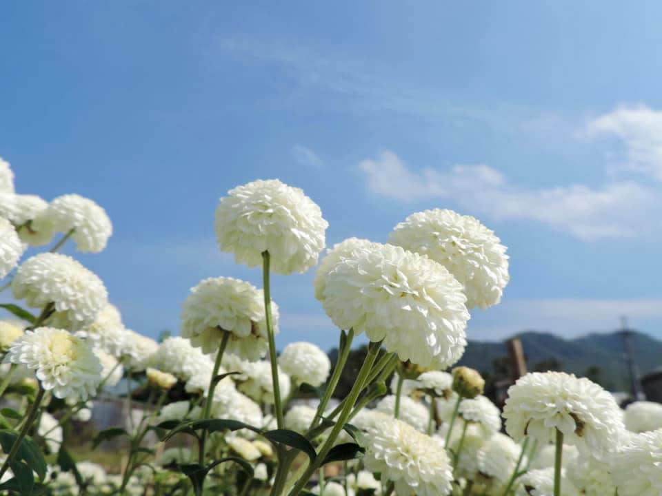 歷屆苗栗銅鑼杭菊芋頭節活動照片（圖片來源：花現銅鑼FB）