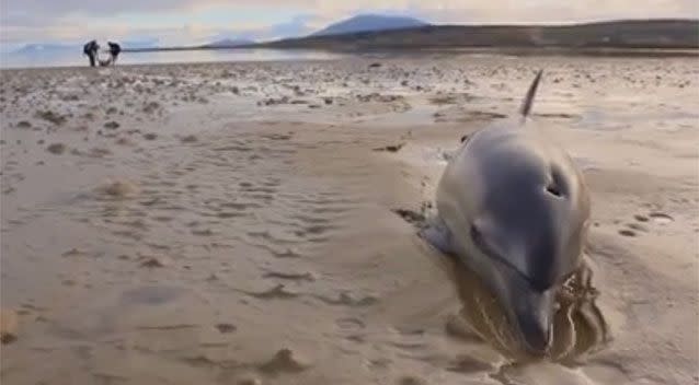 A dolphin is stuck in the sand while the surfers pull the other sea creatures to safety. Source: Fergus Sweeney