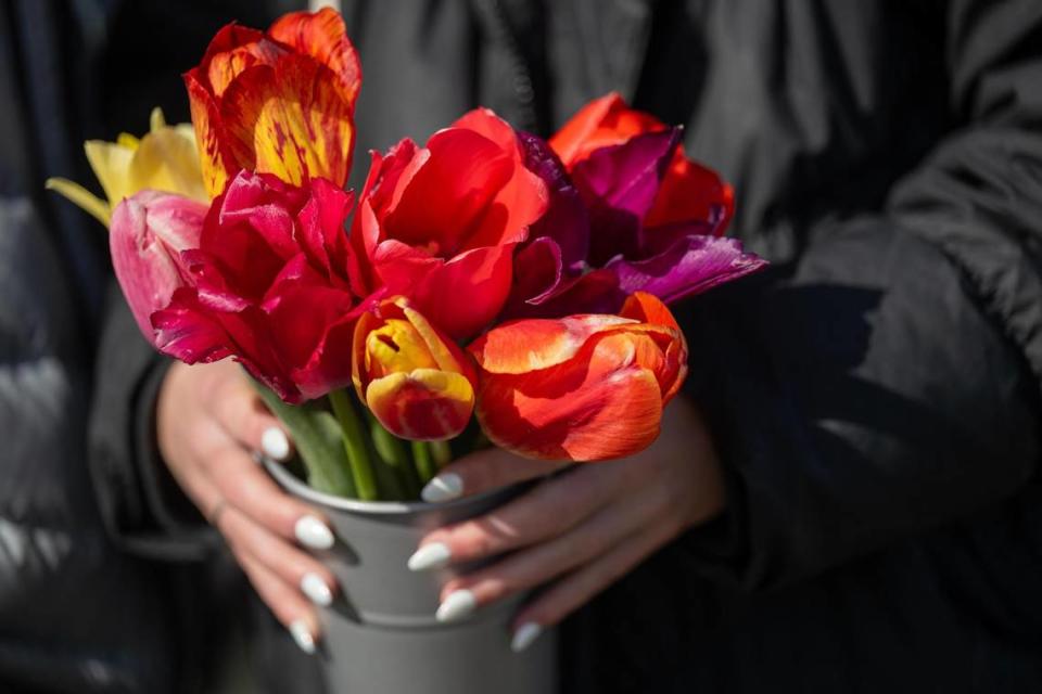 Kaedyn Niemeyer held a container of tulips she cut during the opening day of the Tulip Festival.