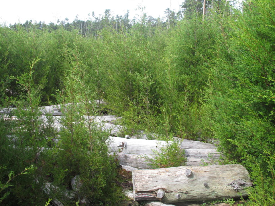 This Sept. 22, 2021 photo shows young Atlantic White Cedar trees growing in an area of Double Trouble State Park in Berkeley Township, N.J. where logging was once common. New Jersey officials plan to restore 10,000 acres of cedars in what they say is the largest such effort in the U.S. (AP Photo/Wayne Parry)