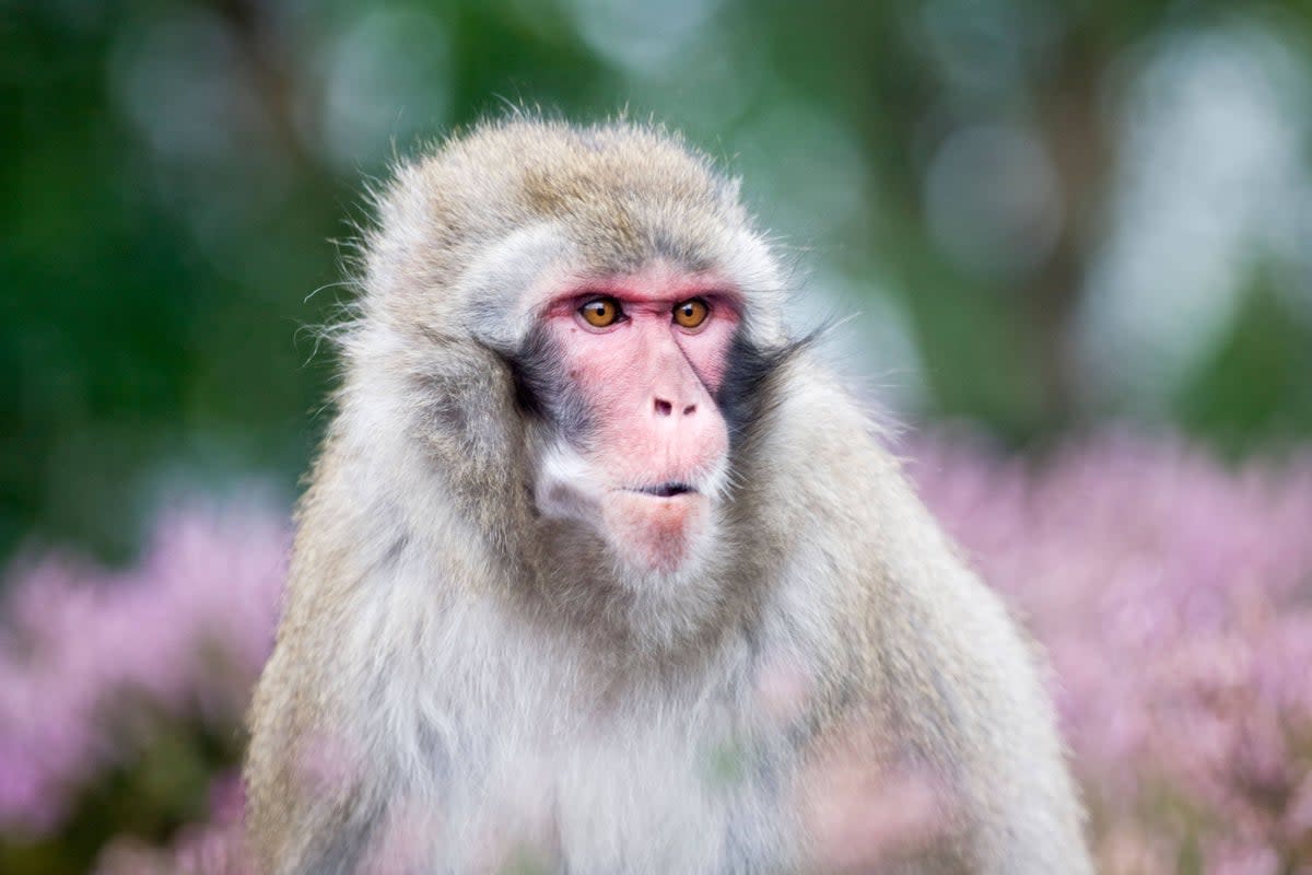 The Japanese macaque (pictured) escaped from its enclosure in the Scottish Highlands on Sunday 