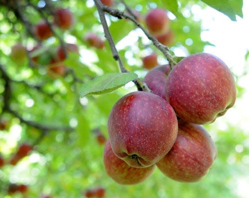 Door County apples are reportedly mostly average-sized or in some cases a little smaller than normal this season.