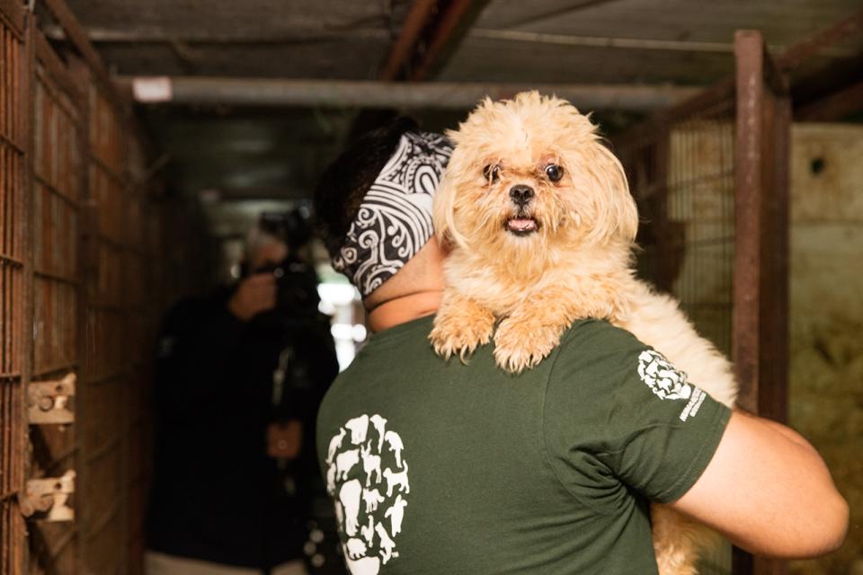 <p>Humane Society International s Dr. Rey del Napoles removes a small dog from a dog meat farm in Chungcheongnamdo, South Korea. HSI came to an agreement with the farmer to shut down his business and transported all 103 dogs to the United States. The rescue operation is part of HSI ‘s efforts to fight the dog meat trade throughout Asia. In South Korea, the campaign includes working to raise awareness among Koreans about the plight of meat dogs, no different from the animals more and more of them are keeping as pets. (Manchul Kim/AP Images for Humane Society International) </p>