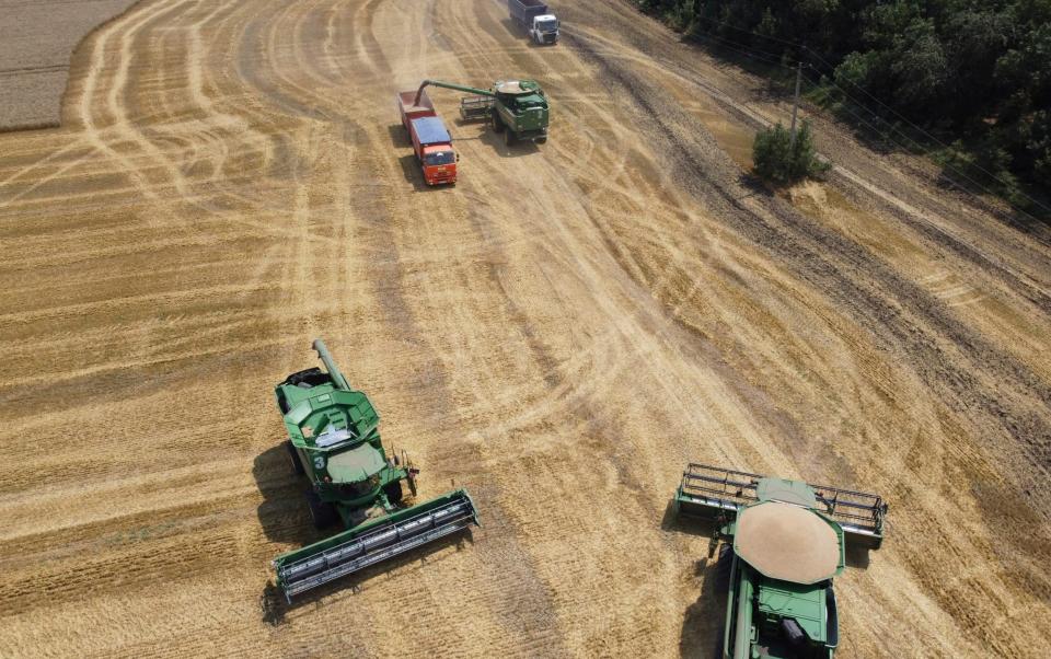 Farmers use combines to harvest a wheat field near the village Tbilisskaya, Russia - Vitaly Timkiv/ AP