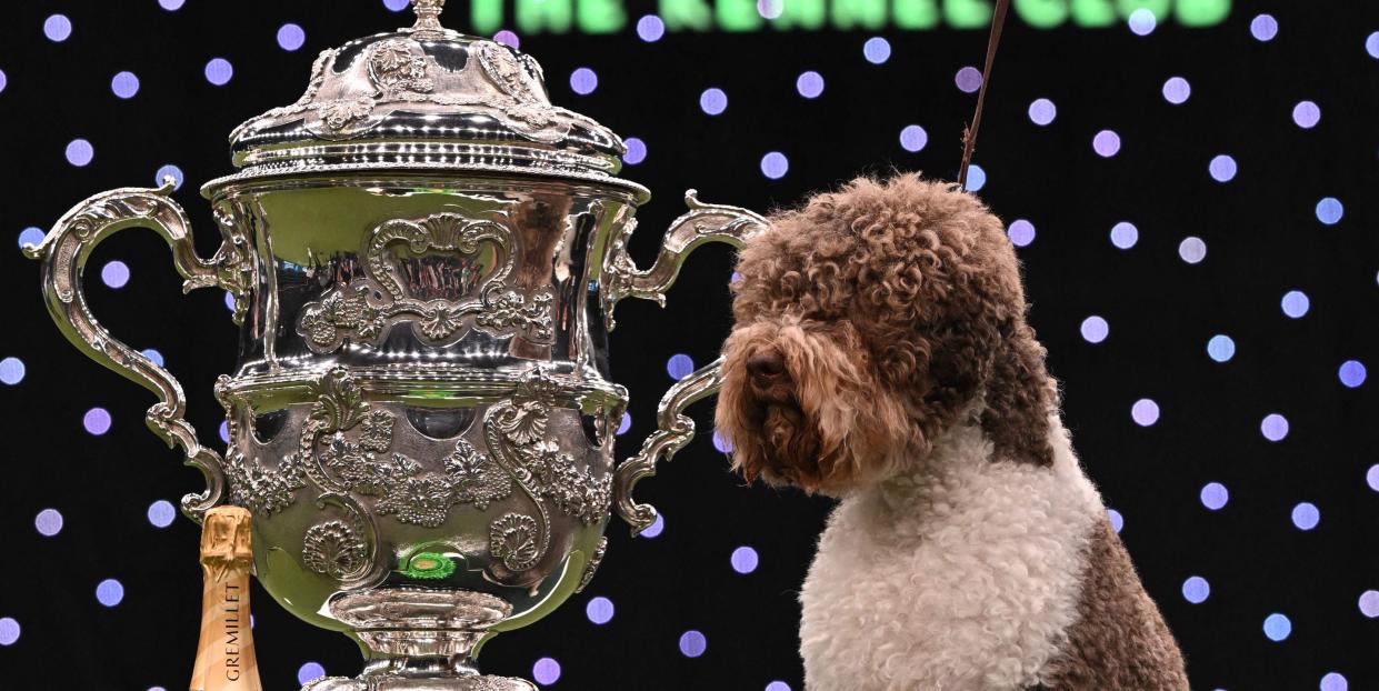 winner of best in show, the lagotto romagnolo, orca poses for photographs at the trophy presentation for the best in show event on the final day of the crufts dog show at the national exhibition centre in birmingham, central england, on march 12, 2023 photo by oli scarff afp photo by oli scarffafp via getty images