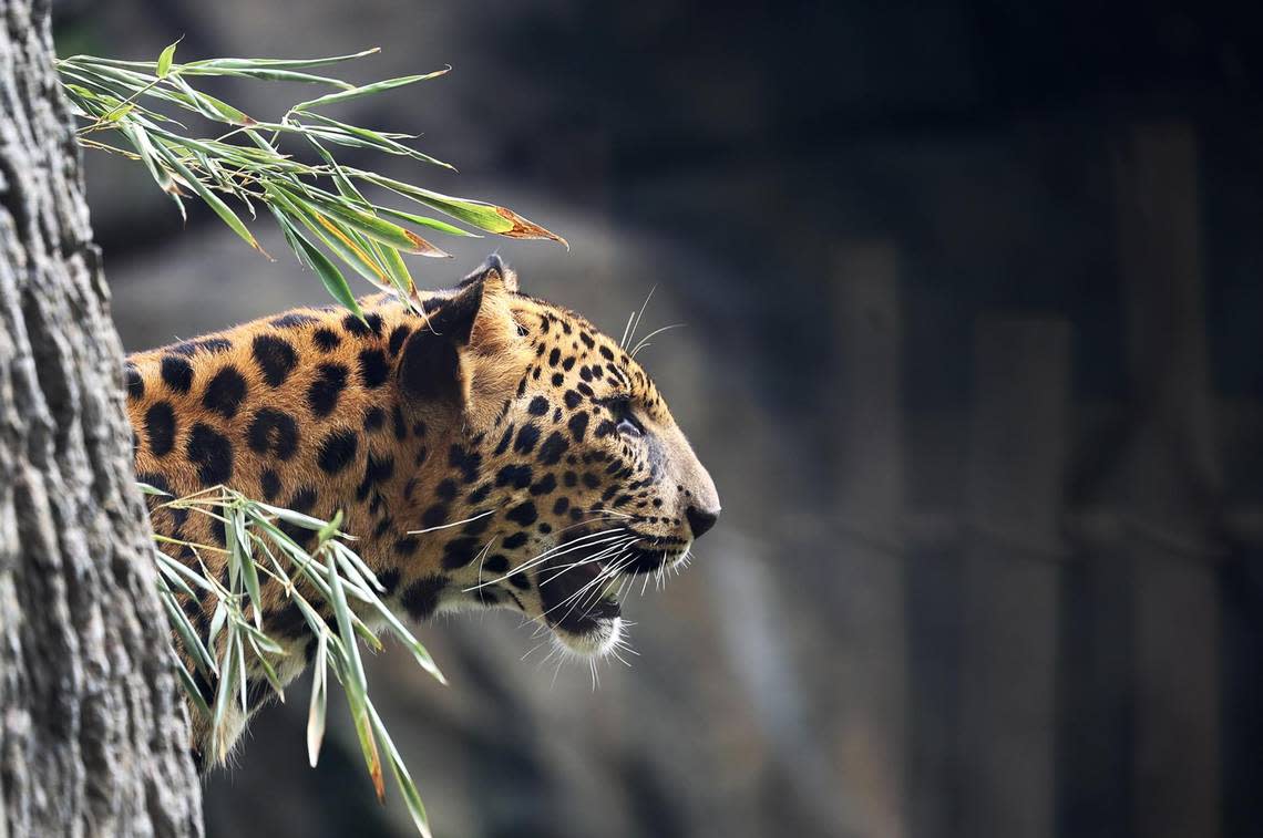 Hatch, one of the two African leopards at the Fort Worth Zoo, on Tuesday, June 20, 2023. African leopards and clouded leopards are the two new species never before seen at the Fort Worth Zoo. Amanda McCoy/amccoy@star-telegram.com