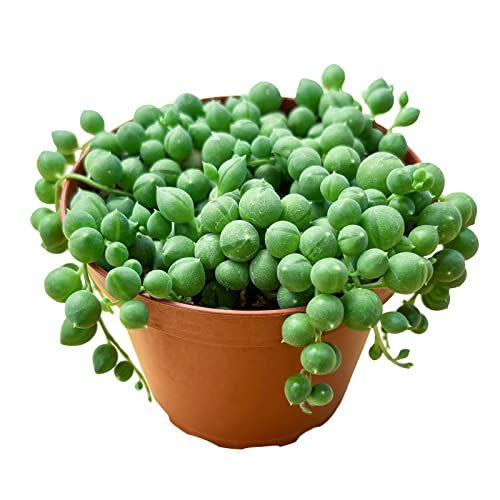 5) String of Pearls