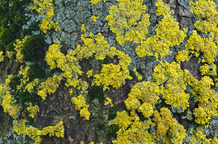 <span class="caption">The prevalence of moss and lichen on outdoor surfaces can reveal a lot about local air quality.</span> <span class="attribution"><a class="link " href="https://www.shutterstock.com/image-photo/yellow-tree-lichens-xanthoria-parietina-on-408736705" rel="nofollow noopener" target="_blank" data-ylk="slk:Olpo/Shutterstock;elm:context_link;itc:0;sec:content-canvas">Olpo/Shutterstock</a></span>