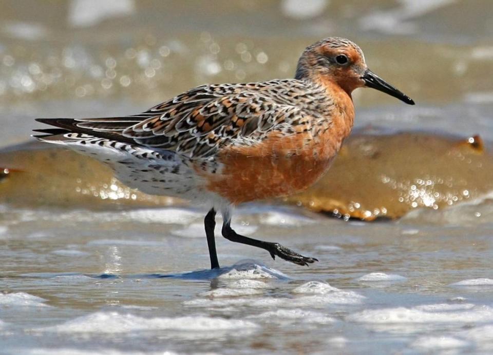 As red knots gorge on horseshoe crab eggs in South Carolina, they grow fatter, stronger and develop more of their characteristic red feathers on their breast.