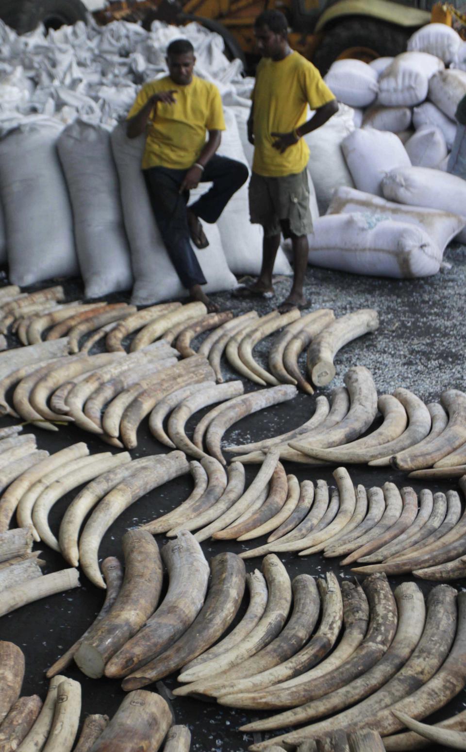 Sri Lankan workers stand near seized elephant tusks at a customs warehouse in Colombo, Sri Lanka, Tuesday, May 22, 2012. Sri Lankan customs officials Tuesday seized 400 tusks of African elephants at the Colombo Port from a Dubai bound transit cargo, customs officials said. (AP Photo/Eranga Jayawardena)