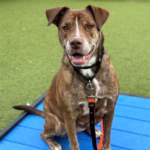 Jammy is a pretty large mixed breed female,estimated to be 7 years old, but to Jammy age is just a number. She is playful and fun in the yard and will take you for a walk. To meet Jammy, call 405-216-7615 or visit the Edmond Animal Shelter at 2424 Old Timbers Drive in Edmond during open hours.