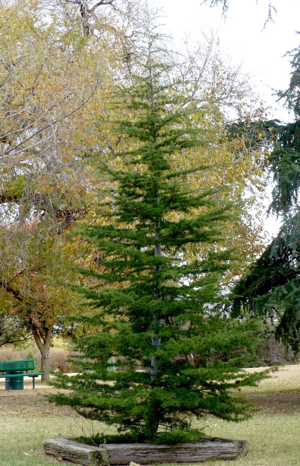 An elegant Deodar cedar grows in the Lubbock Memorial Arboretum. Its growth habit is the classic Christmas tree form with strong central leader and graceful, horizontal branching. Best of all, it exudes aromatic oils that smell like Christmas!