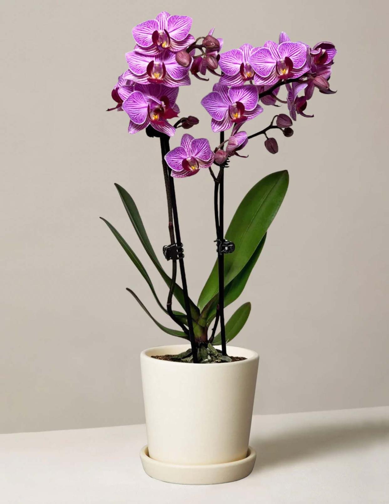 <p><a href="https://go.redirectingat.com?id=74968X1596630&url=https%3A%2F%2Fwww.thesill.com%2Fproducts%2Fpetite-pink-orchid&sref=https%3A%2F%2Fwww.countryliving.com%2Fgardening%2Fgarden-ideas%2Fg1341%2Findoor-gardening%2F" rel="nofollow noopener" target="_blank" data-ylk="slk:Shop Now;elm:context_link;itc:0;sec:content-canvas" class="link rapid-noclick-resp">Shop Now</a></p><p>Phalaenopsis Orchid</p><p>thesill.com</p><p>$78.00</p><span class="copyright">The Sill</span>