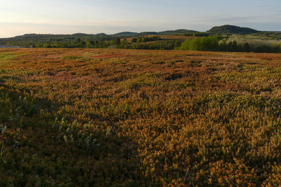 Blueberry blossoms color the landscape near Columbia Falls, Maine, Friday, May 26, 2023. A local family wants to built the world's tallest flagpole and a park honoring veterans on the small mountains in the background. (AP Photo/Robert F. Bukaty)