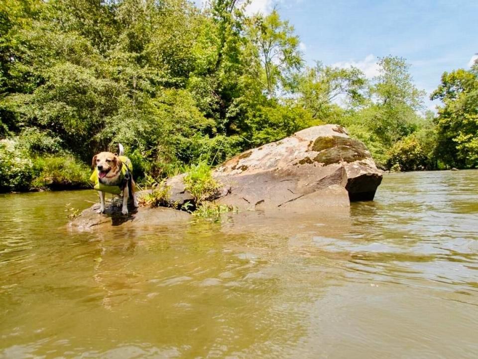 Lucy the beagle takes a break from swimming in the alligator-free waters of Stumpy Pond on the Catawba River to perch on a convenient rock. This destination, like the nearby town of Great Falls, is an island of adventure in a region in need of the boost. The picturesque waterways, the new whitewater park, and the historic town make this a fine day trip for Lowcountry visitors. Matt Richardson/Special to The Island Packet and Beaufort Gazette