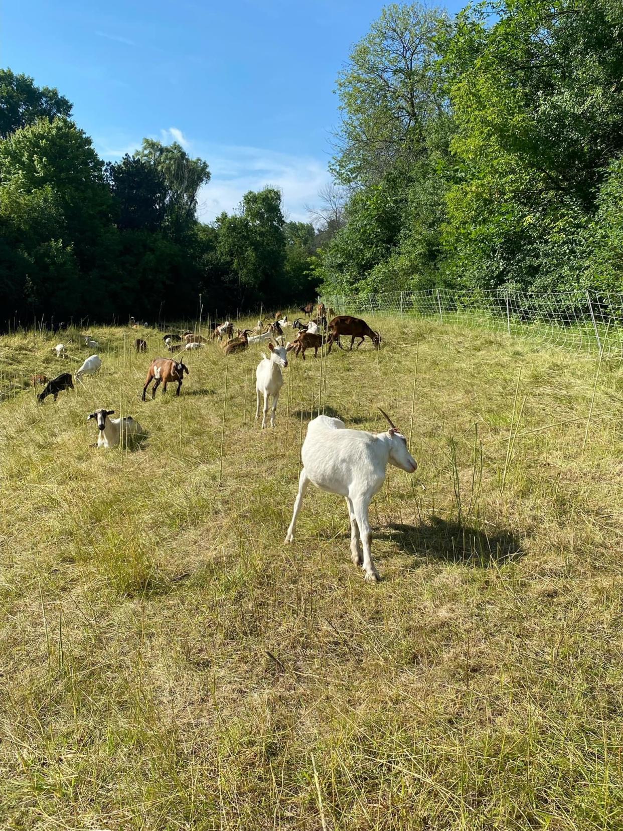 Goats are grazing in Bayside after the village implemented a program to clear grass.