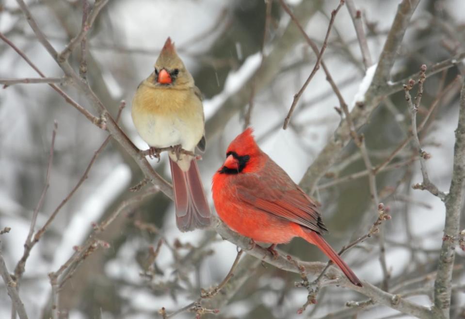 pair of birds