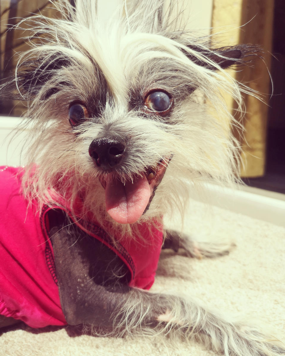 Morissa is a Chinese crested dog (PA)