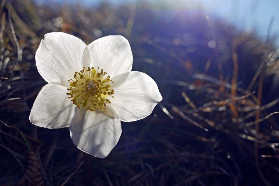 <p>These pretty wildflowers kind of look like a doodle of a flower, with their perfect five petals and funky stamens. They are commonly called the Christmas rose because they bloom in winter. </p><p><strong>Bloom season</strong>: Winter</p><p><a class="link " href="https://go.redirectingat.com?id=74968X1596630&url=https%3A%2F%2Fwww.homedepot.com%2Fp%2FSpring-Hill-Nurseries-Deluxe-Lenten-Rose-Hellebore-Live-Jumbo-Bareroot-Plant-Multi-Color-Flowering-Perennial-1-Pack-78603%2F312628486&sref=https%3A%2F%2Fwww.redbookmag.com%2Fhome%2Fg35661704%2Fbeautiful-flower-images%2F" rel="nofollow noopener" target="_blank" data-ylk="slk:SHOP HELLEBORES;elm:context_link;itc:0;sec:content-canvas">SHOP HELLEBORES</a></p>