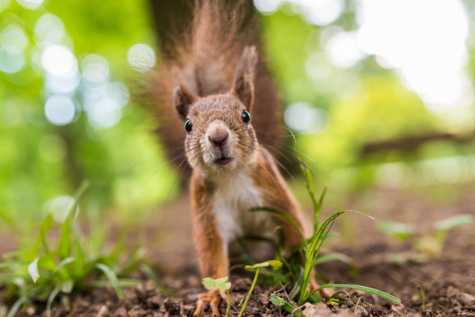 Eichhörnchen sehen so harmlos aus, doch wenn sie sich gefangen fühlen, können sie großen Schaden anrichten. Foto: Symbolbild / gettyimages / Tashi-Delek